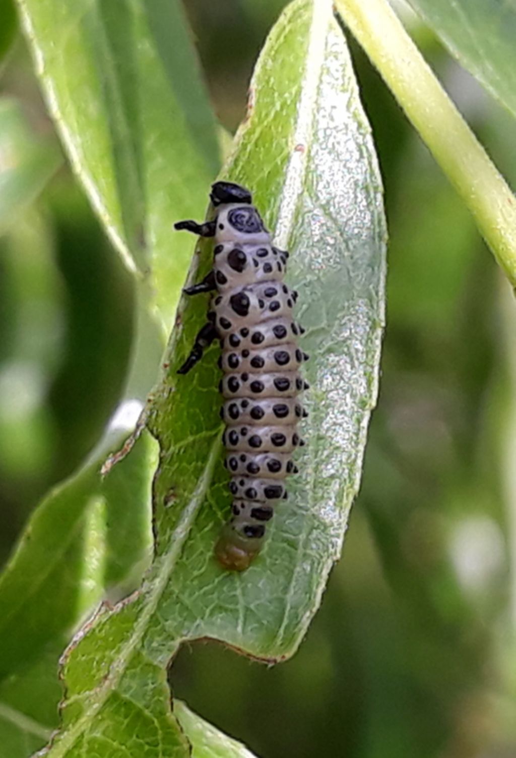 Larva di coccinella: Adalia bipunctata? No, di crisomelide, Chrysomela sp.